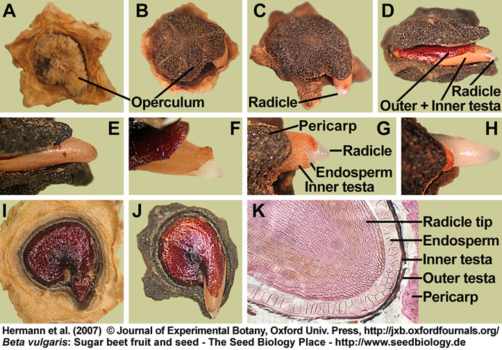 bean fruit anatomy