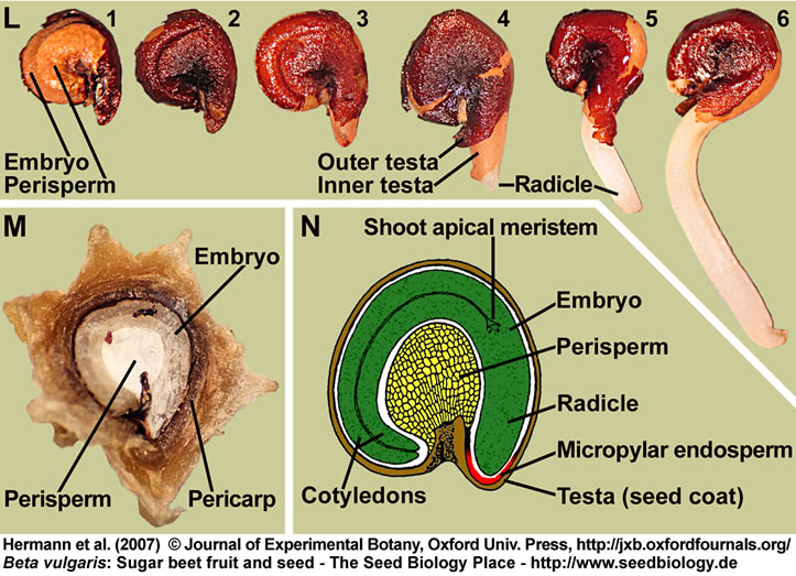 The Seed Biology Place Seed Structure And Anatomy