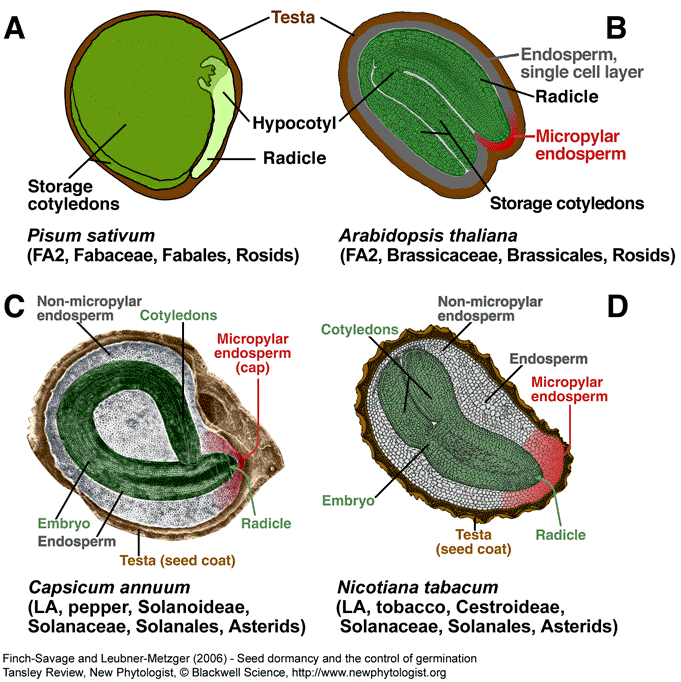 The Seed Biology Place