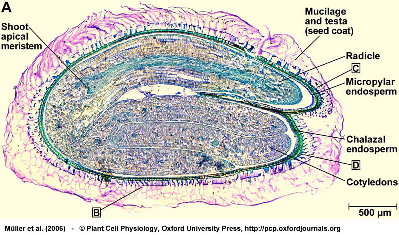 The Seed Biology Place Seed Structure And Anatomy