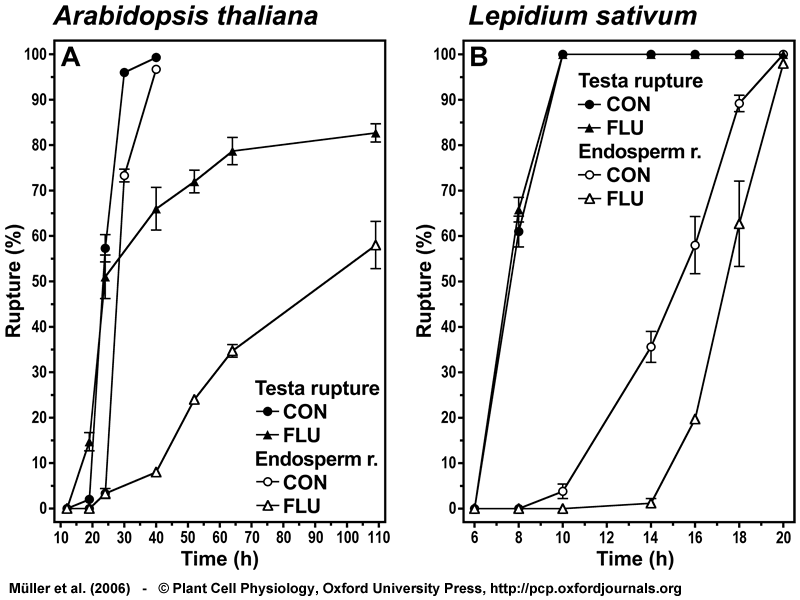 GA biosynthesis inhibitor flurprimidol inhibits Lepidium and Arabidopsis endosperm rupture
