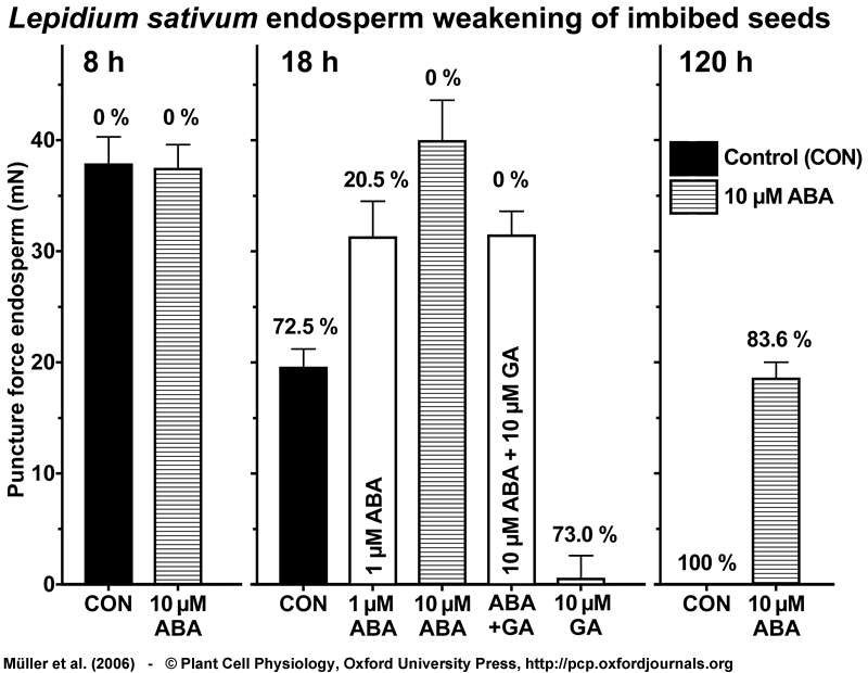 ABA inhibits Lepidium sativum endosperm weakening