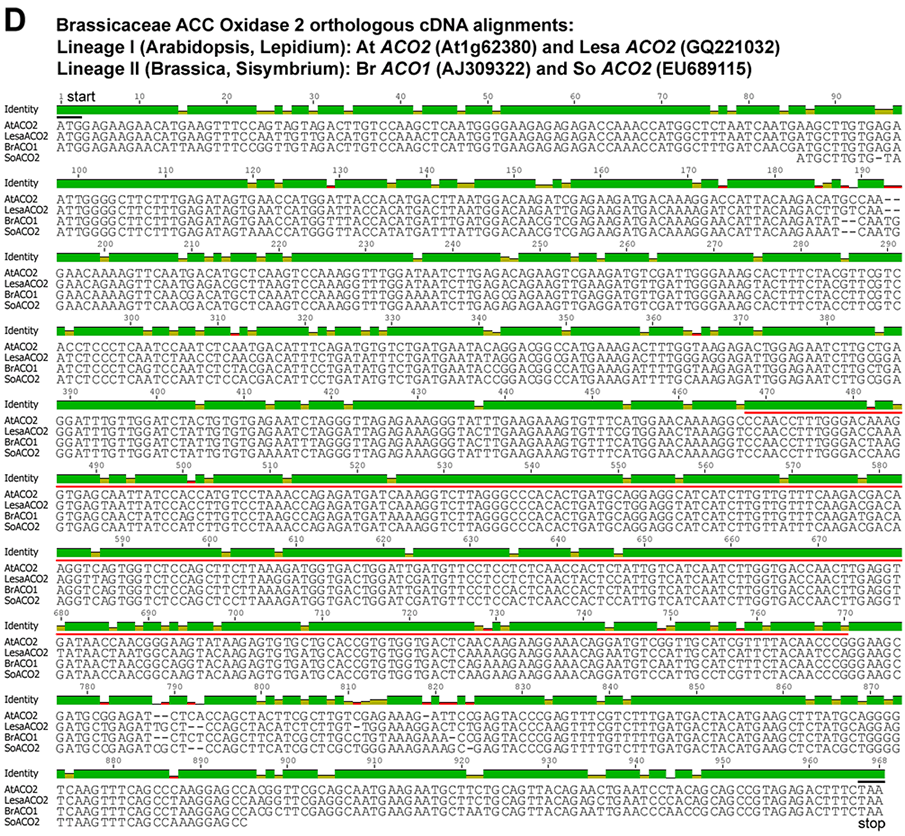 ACO2 Brassicaceae