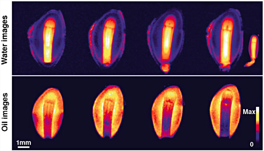 Seed NMR imaging