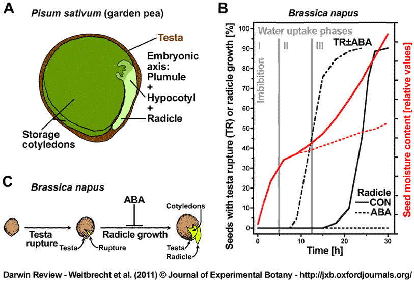 pea seed diagram