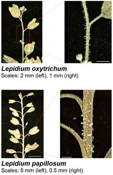Lepidium papillosum versus oxytrichum hairs