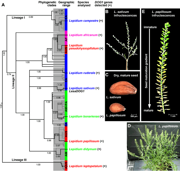 Lepidium DOG1 Phylogeny