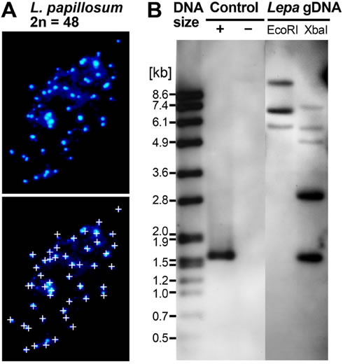 Lepidium papillosum chromosomes DOG1 Southern