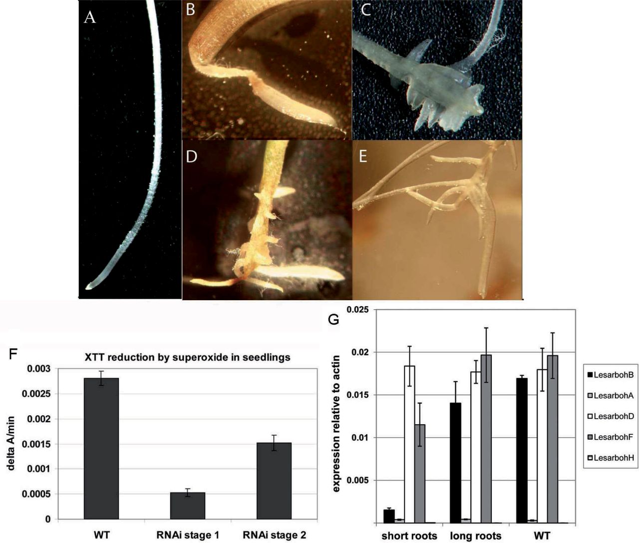 Fig. 4 rboh