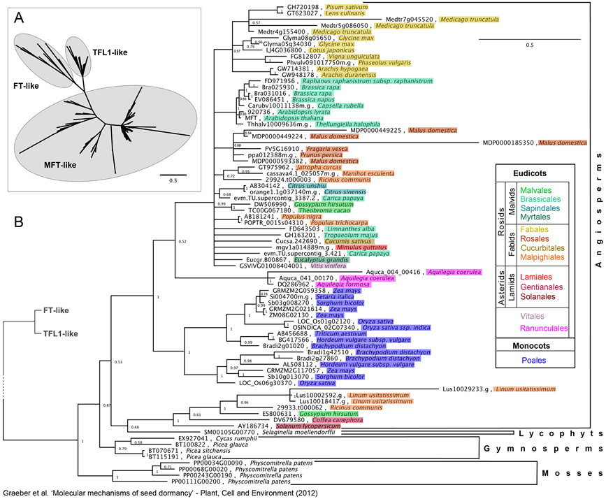 MFT phylogeny