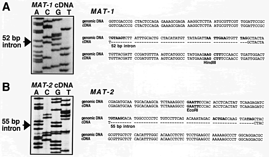 introns mat genes