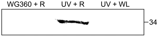UV Fig. 4
