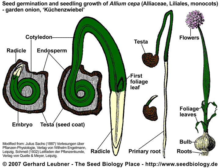 pea seed diagram