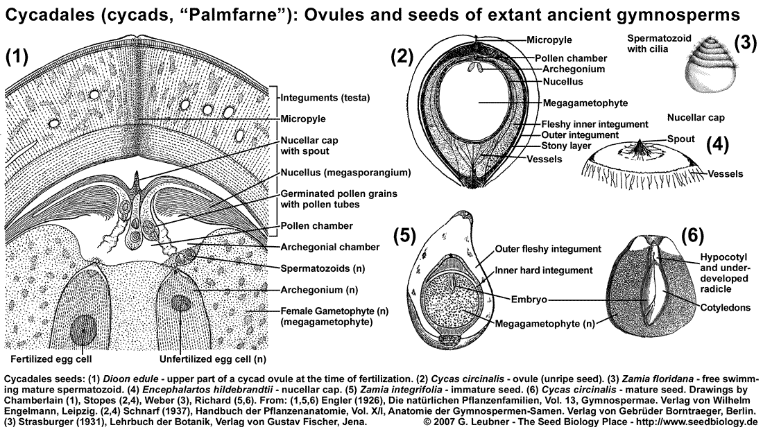 pine seed cross section