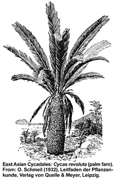 Cycas (palm fern)
