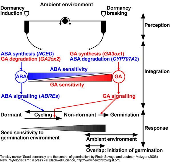 Dormancy Definition Science