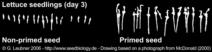 lettuce priming