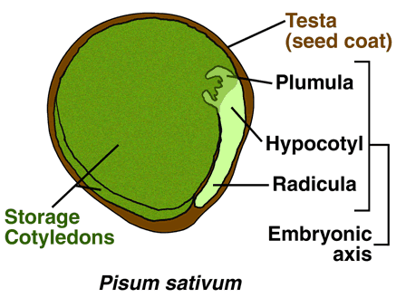 pea seed diagram