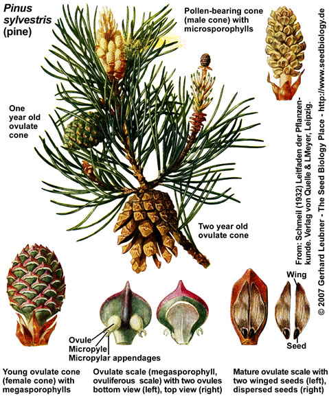 Pinus silvestris seed and cones